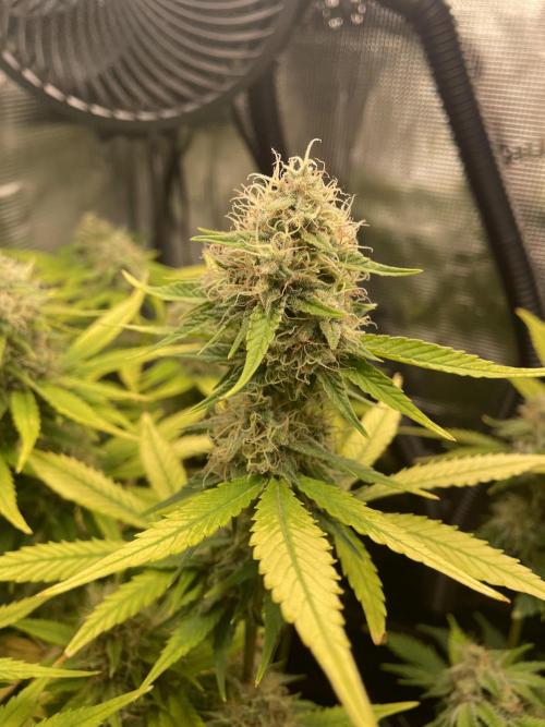 Sour Ripper #1. Week 11