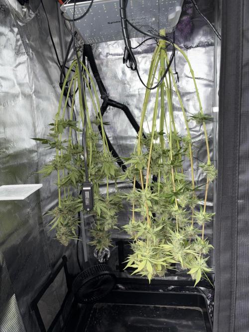 Sour Ripper #1. Week 12