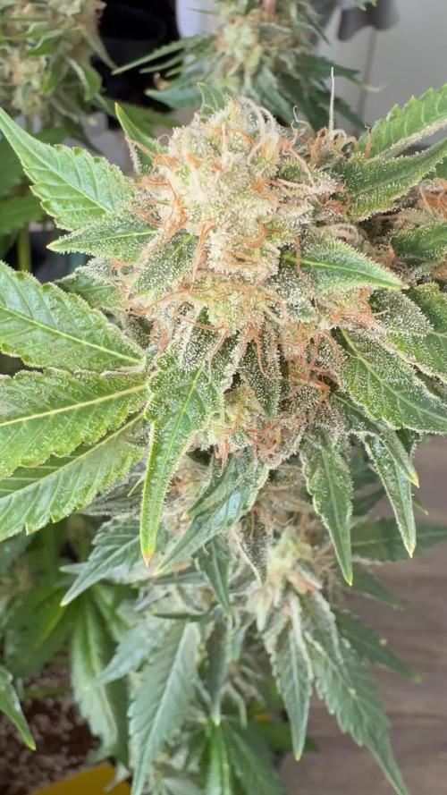 Sour Ripper #1