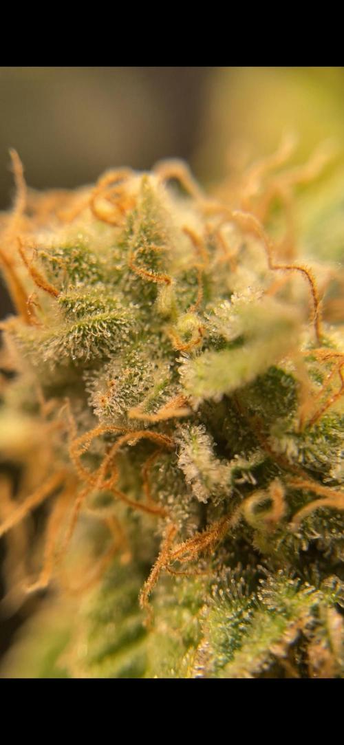 Sour Ripper #1. Week 12