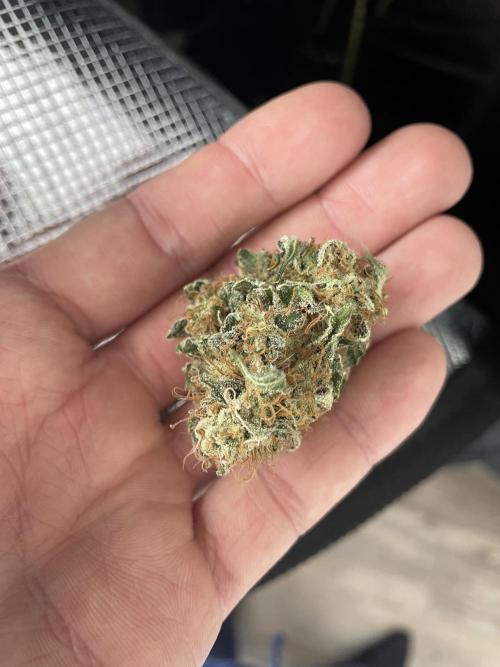 Sour Ripper. Week 12