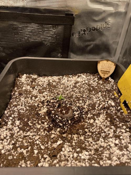 BonBoni. Week 0