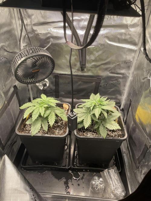 BonBoni. Week 3