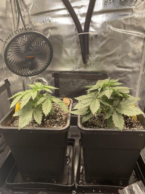 BonBoni. Week 3