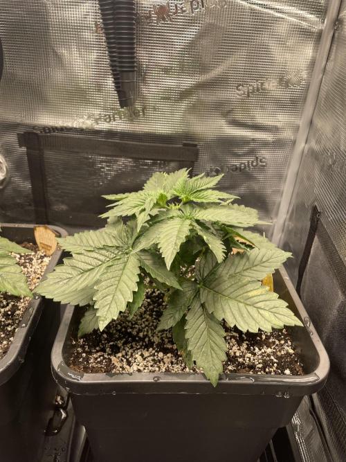 BonBoni. Week 3