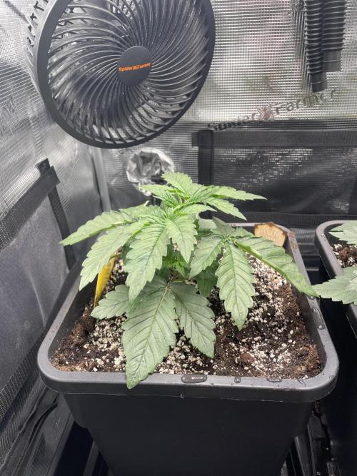 BonBoni. Week 3