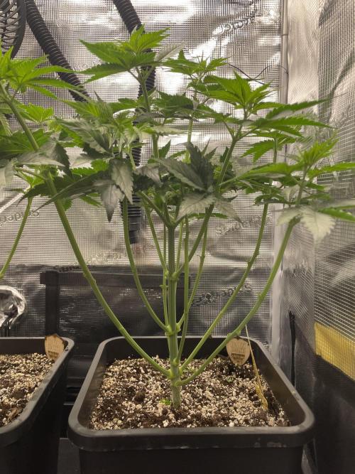 BonBoni. Week 5