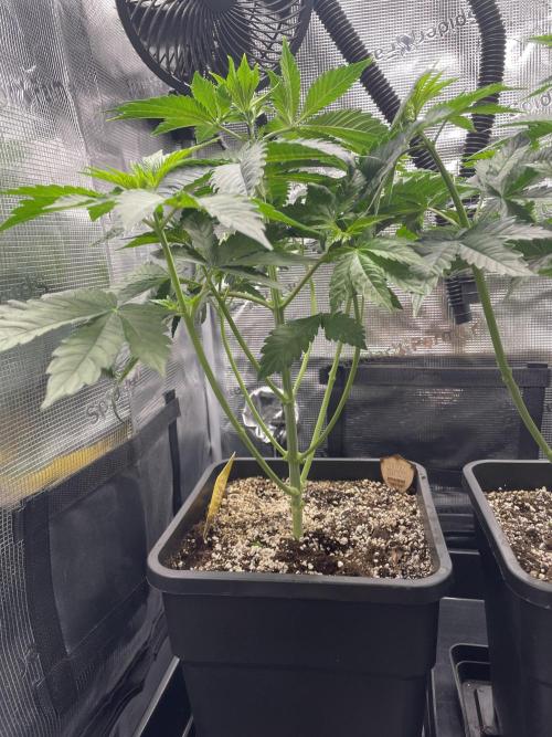 BonBoni. Week 5