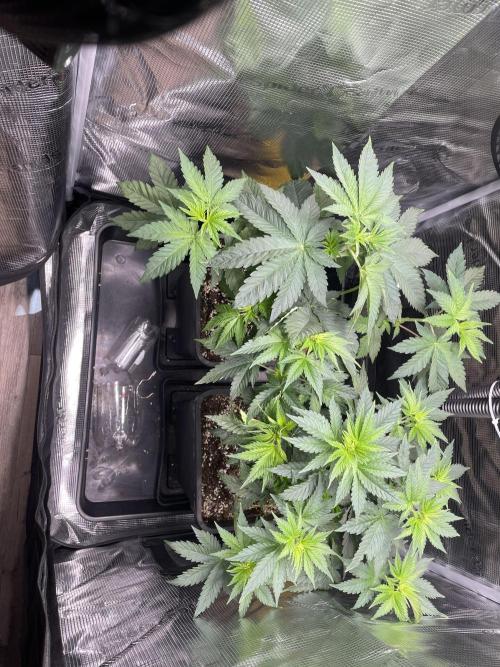 Bonboni. Week 5