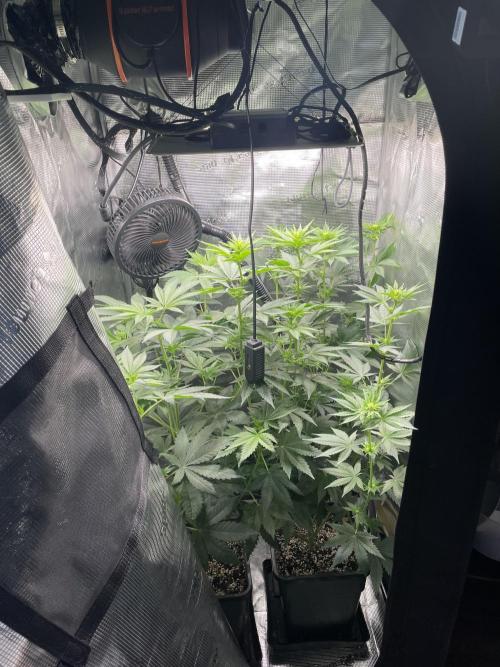 BonBoni. Week 6