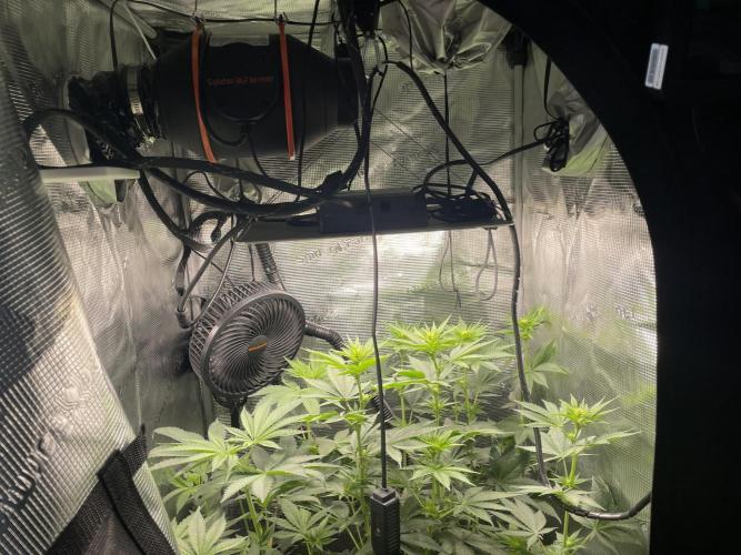 BonBoni. Week 6