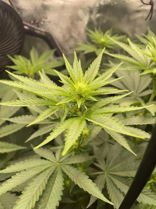 BonBoni. Week 6