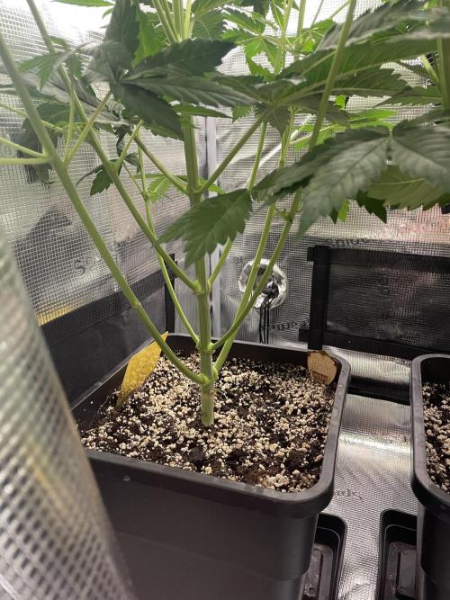 BonBoni. Week 6