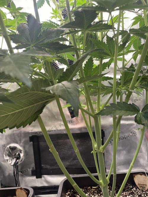 BonBoni. Week 6