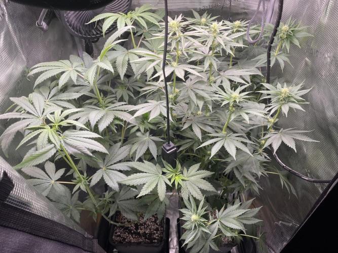 BonBoni. Week 7