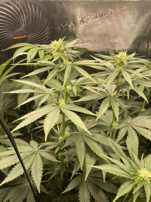 BonBoni. Week 7