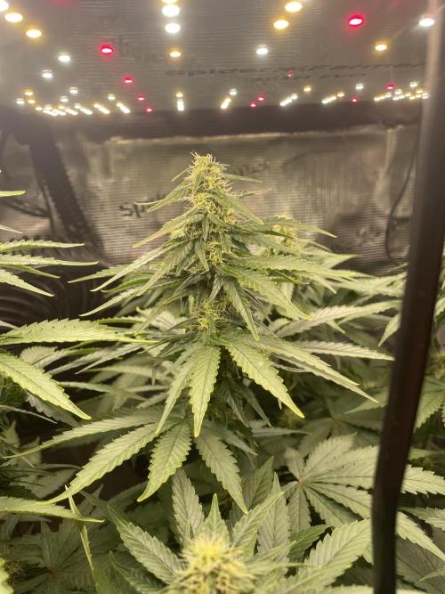 BonBoni. Week 8
