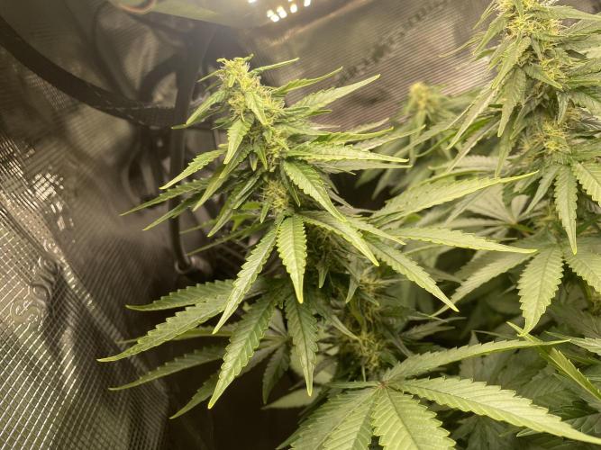 BonBoni. Week 8