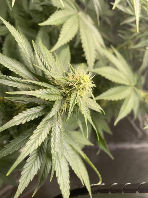 BonBoni. Week 8