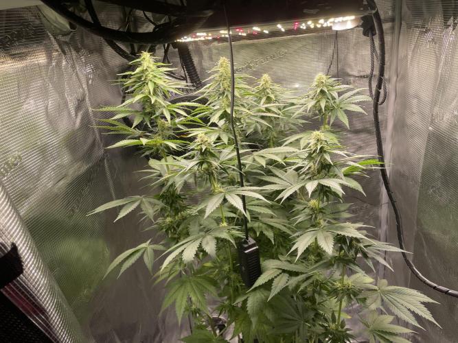 BonBoni. Week 8