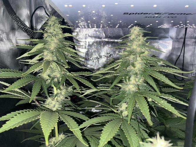 BonBoni. Week 9