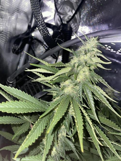 BonBoni. Week 9
