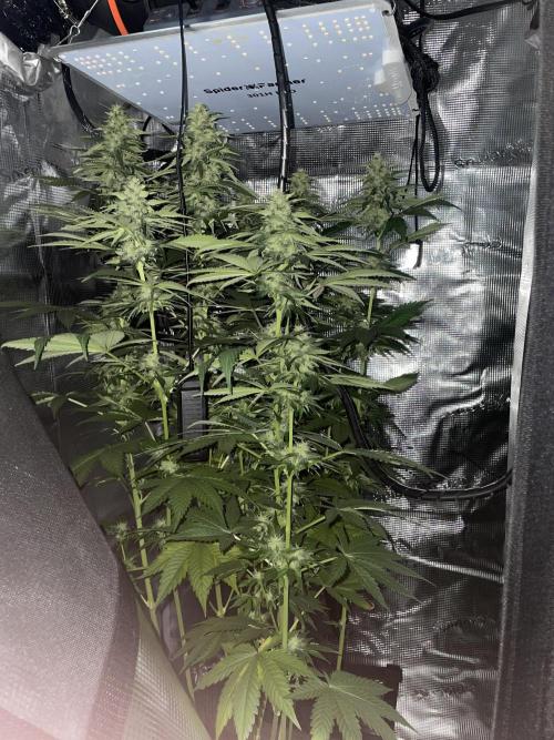 BonBoni. Week 9