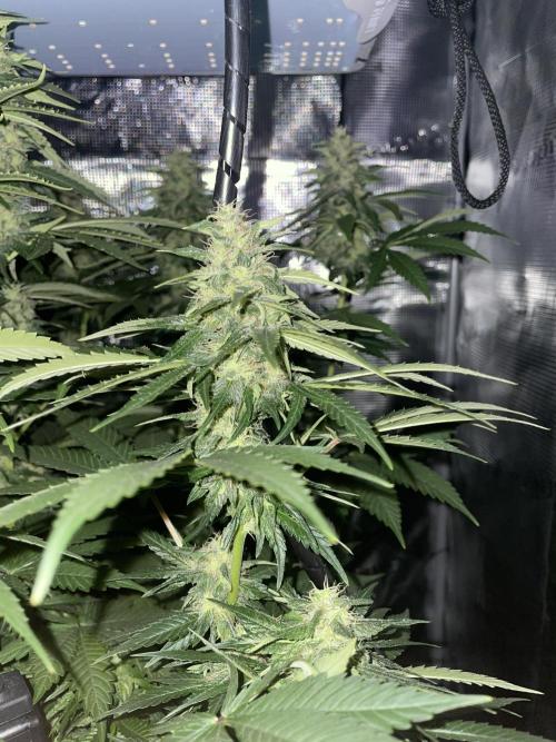 BonBoni. Week 9