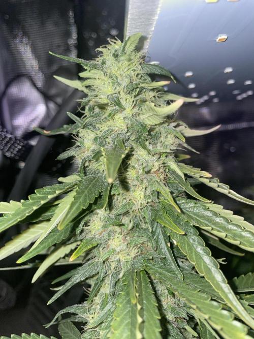 BonBoni. Week 10