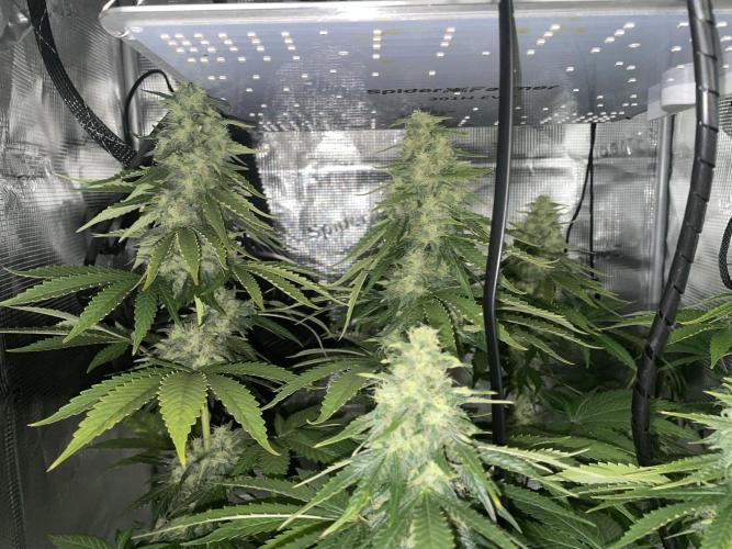 BonBoni. Week 10