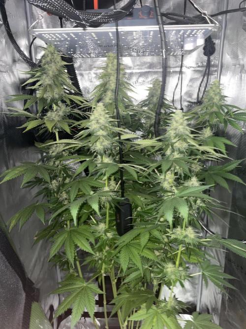 BonBoni. Week 10