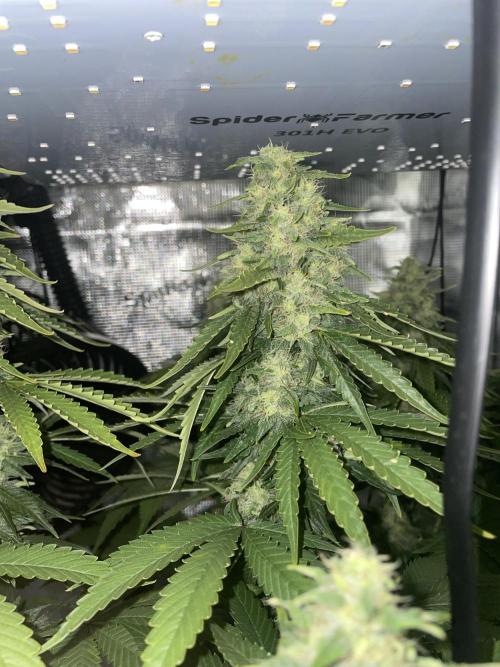 BonBoni. Week 10