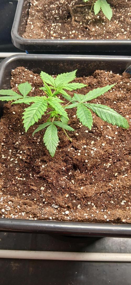 Autopot no.1. Week 1
