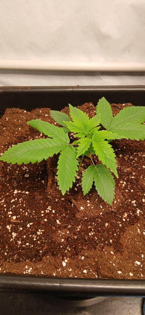 Autopot no.1. Week 1