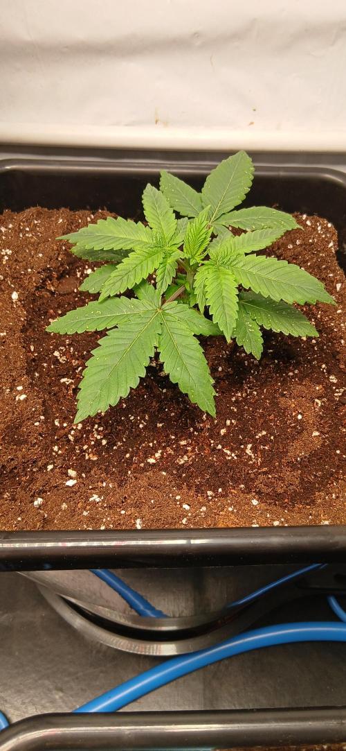 Autopot no.1. Week 1