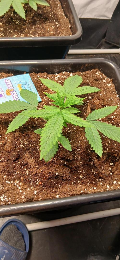 Autopot no.1. Week 1