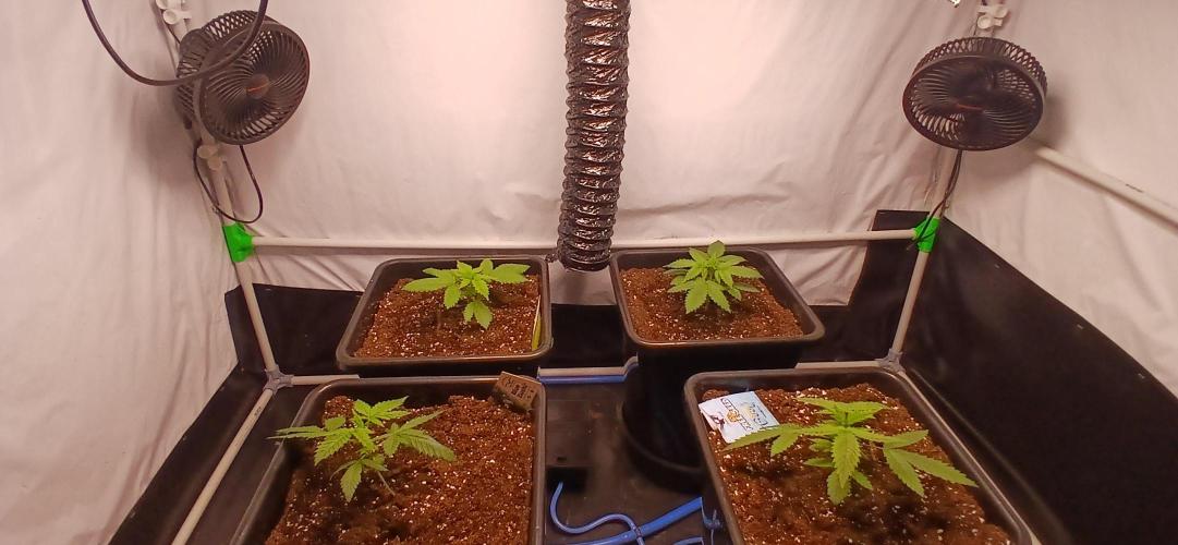 Autopot no.1. Week 1