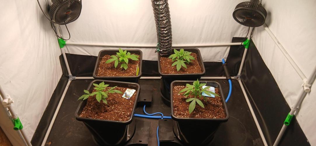 Autopot no.1. Week 1