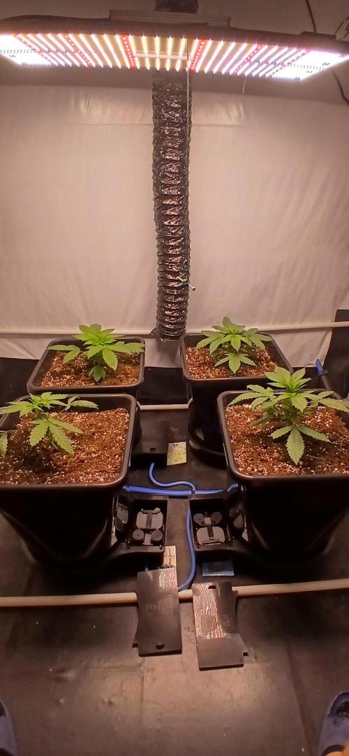 Autopot no.1. Week 1 - tag 6 im neuen topf erstell mal fluten für 3 stunden 