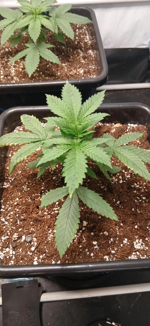 Autopot no.1. Week 1