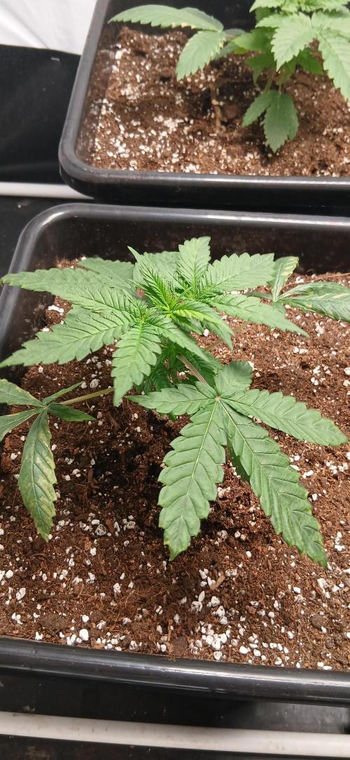 Autopot no.1. Week 1