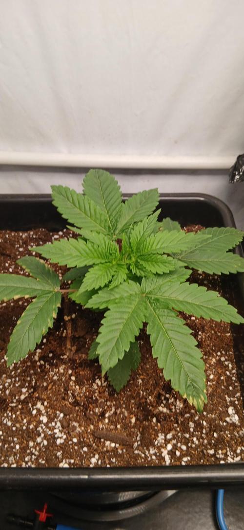 Autopot no.1. Week 1