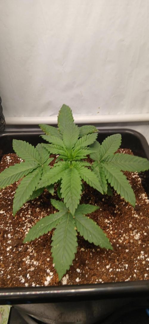 Autopot no.1. Week 1