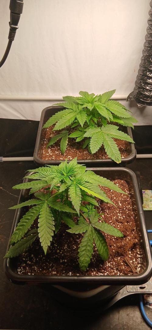 Autopot no.1. Week 2