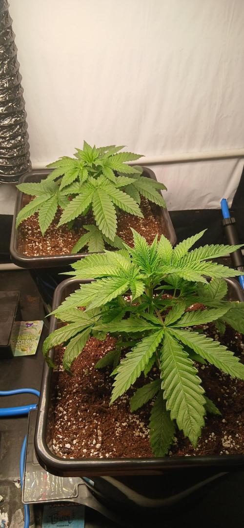Autopot no.1. Week 2
