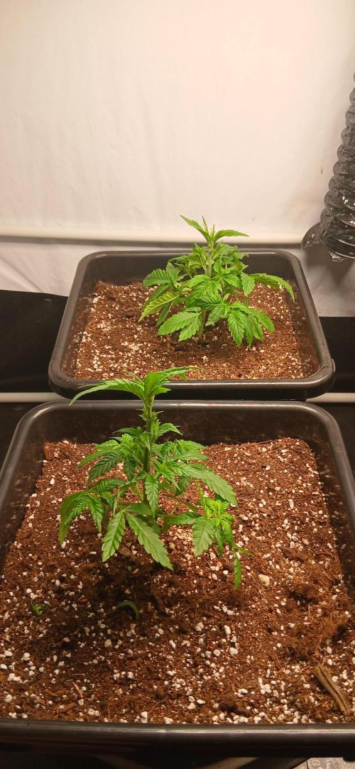 Autopot no.1. Week 2