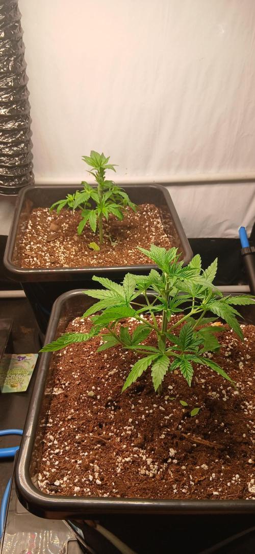Autopot no.1. Week 2
