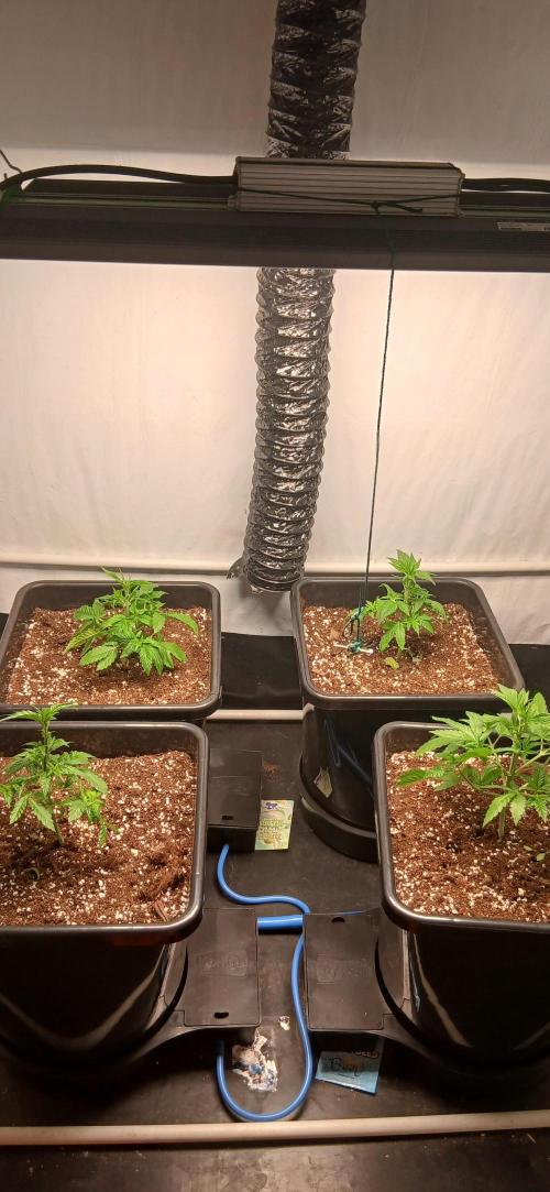 Autopot no.1. Week 2
