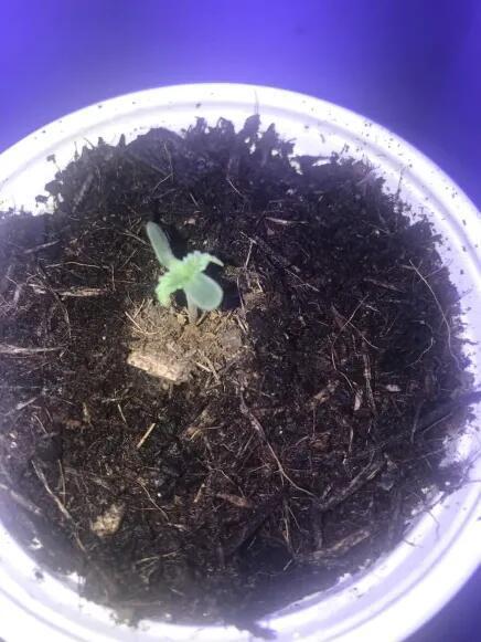 Keeper’s OG | 95x54x232cm | 130W LED. Week 1 - day seven : 90ml around 5cm away from the stem
resting 37cm below light