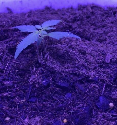 Keeper’s OG | 95x54x232cm | 130W LED. Week 2
